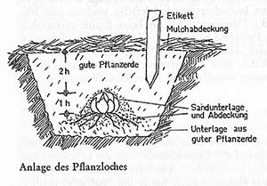Pflanzloch